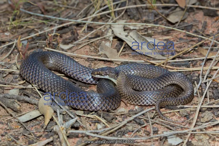 : Curl Snake : Curl Snake