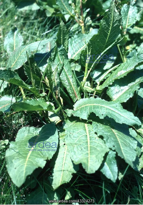 : Curled DOCK - leaves : Curled DOCK - leaves