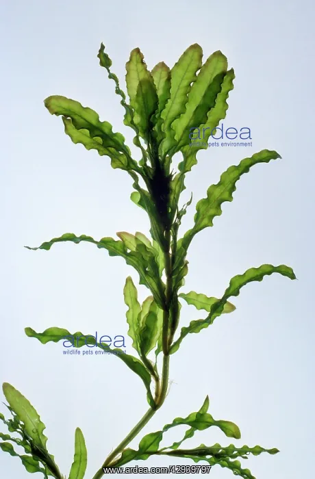 : Curled PONDWEED : Curled PONDWEED
