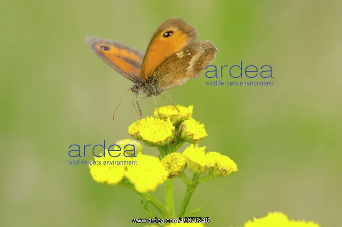 : Curled Tansy : Curled Tansy