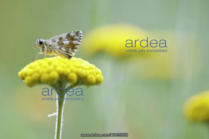 : Curled Tansy : Curled Tansy