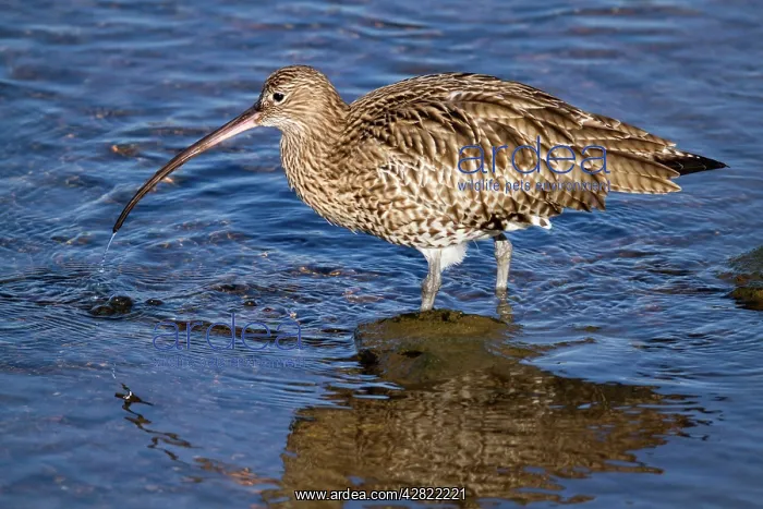  : Curlew (Numenius arquata). Hayle Estuary - Cornwall - UK