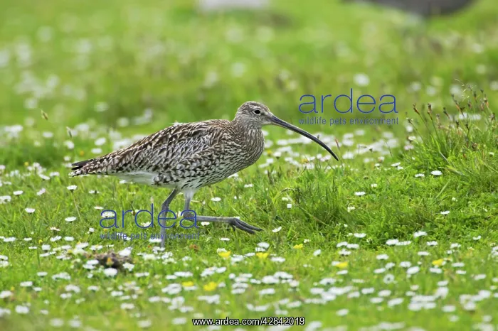: Curlew (Numenius arquata). Shetland Mainland, UK : Curlew (Numenius arquata). Shetland Mainland, UK