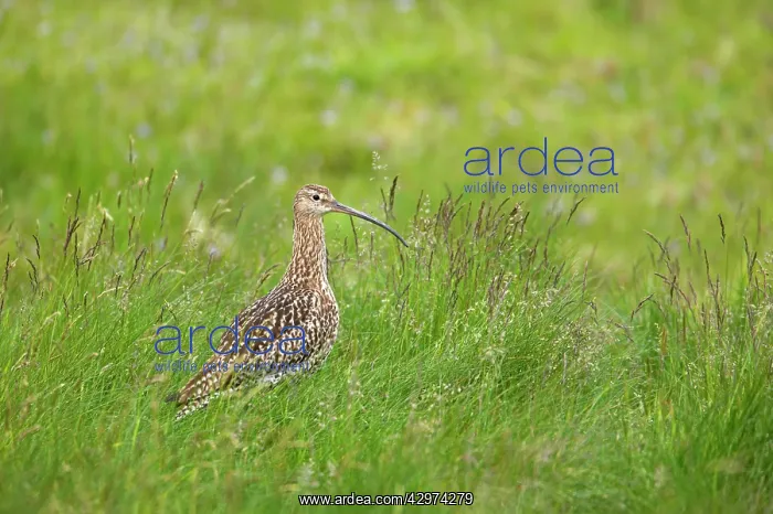 : Curlew (Numenius arquata). Shetland Mainland - UK : Curlew (Numenius arquata). Shetland Mainland - UK