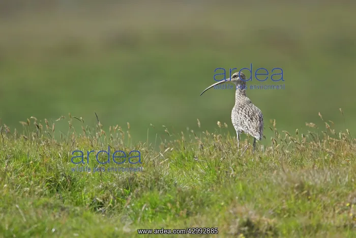  : Curlew (Numenius arquata). Shetland, UK
