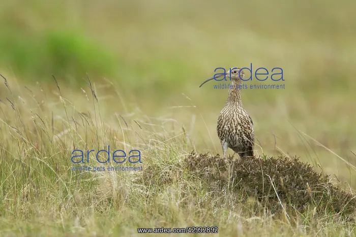  : Curlew (Numenius arquata). Shetland, UK