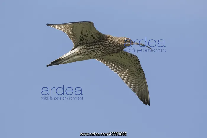 : Curlew - adult bird in flight - Germany : Curlew - adult bird in flight - Germany
