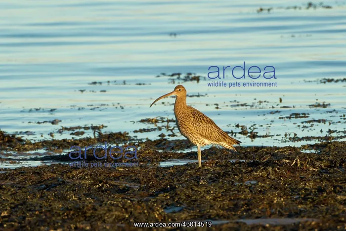 : Curlew adult in seaweed winter