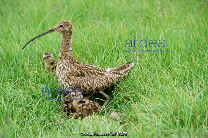 : Curlew - adult with young : Curlew - adult with young