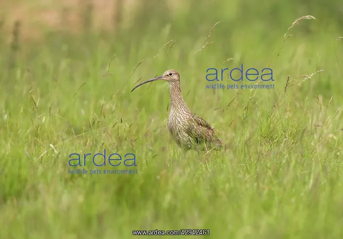 : Curlew - On the alert in grassland : Curlew - On the alert in grassland