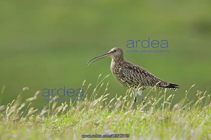 : Curlew - calling : Curlew - calling