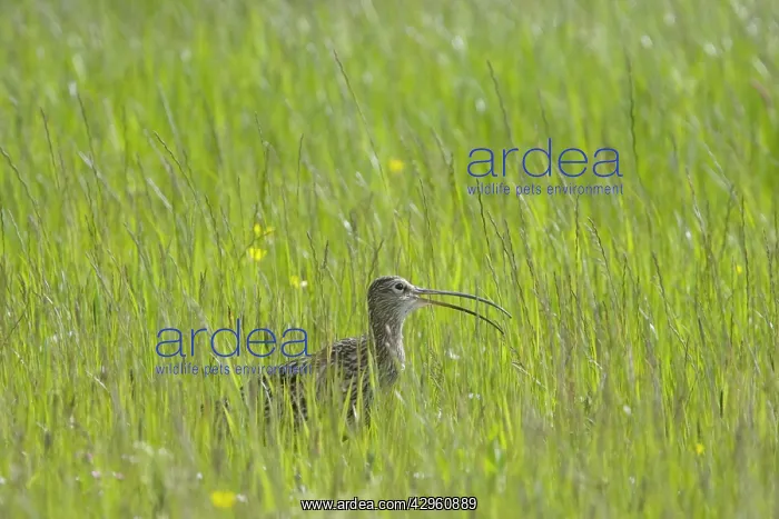 : Curlew - Calling : Curlew - Calling