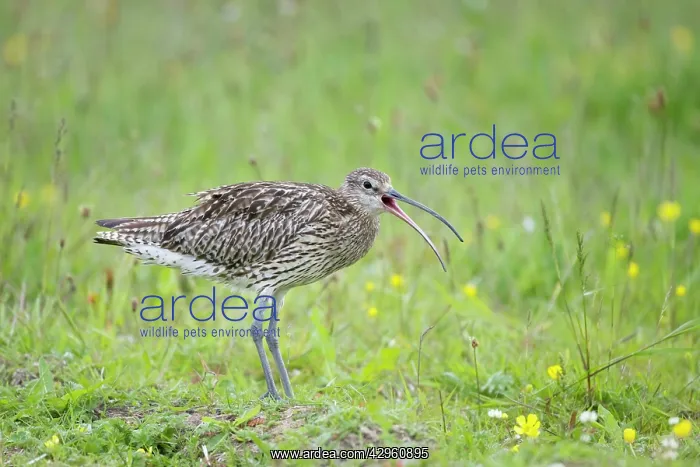  : Curlew - Calling
