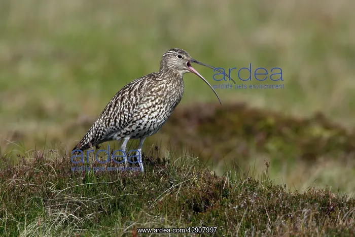 : Curlew - calling alarm to warn chicks, in nesting territory : Curlew - calling alarm to warn chicks, in nesting territory