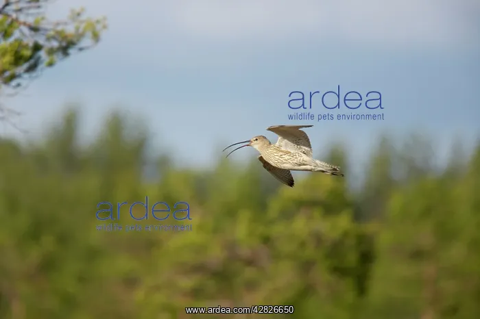 : Curlew - Calling In Flight : Curlew - Calling In Flight