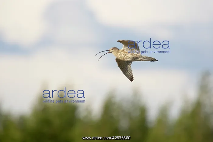 : Curlew - Calling In Flight : Curlew - Calling In Flight