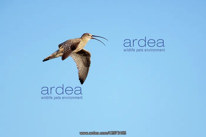 : Curlew - Calling In Flight : Curlew - Calling In Flight