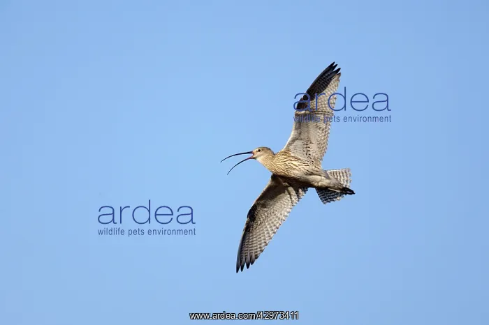 : Curlew - Calling In Flight : Curlew - Calling In Flight