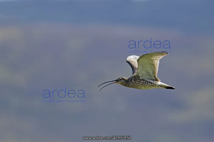 : Curlew - calling in flight : Curlew - calling in flight