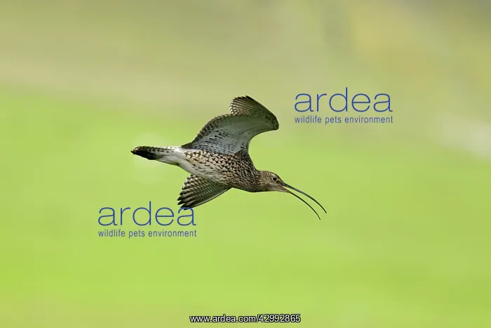 : Curlew - calling in flight : Curlew - calling in flight