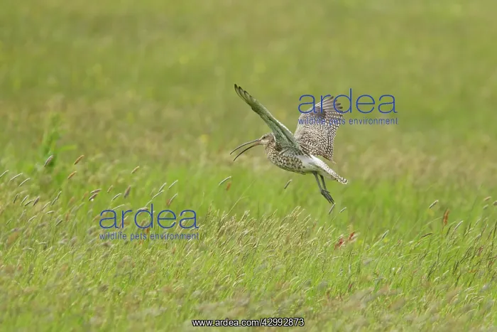 : Curlew - calling in flight : Curlew - calling in flight