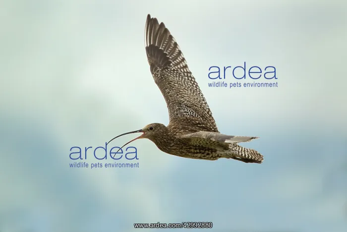 : Curlew - calling in flight : Curlew - calling in flight