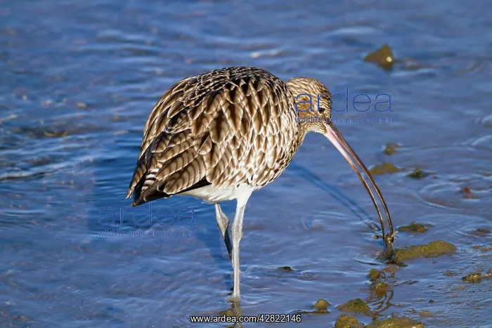 : Curlew - with catch : Curlew - with catch