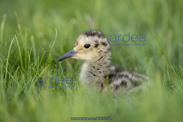 : Curlew Chick - Yorkshire - UK : Curlew Chick - Yorkshire - UK