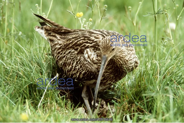 : CURLEW - chicks hatching under adult : CURLEW - chicks hatching under adult