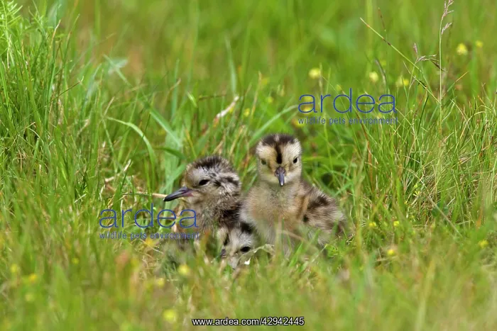 : Curlew - Chicks in nest site with eggshells : Curlew - Chicks in nest site with eggshells