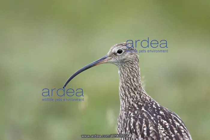  : Curlew - close up