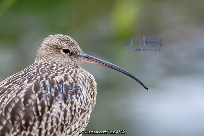 : Curlew - Close up of adult standing on shore : Curlew - Close up of adult standing on shore