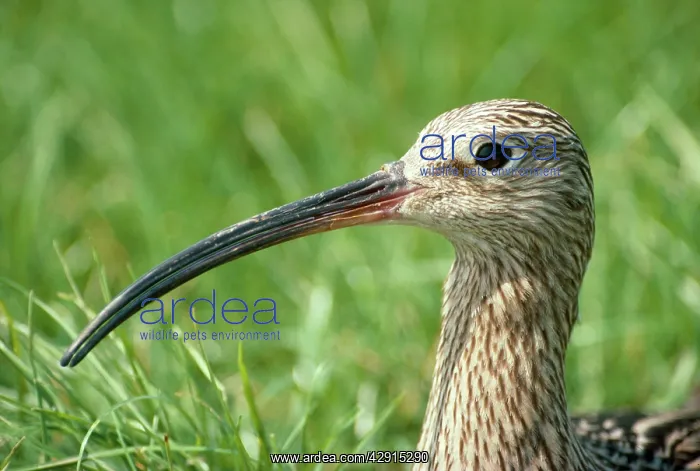  : CURLEW - close-up of head and beak