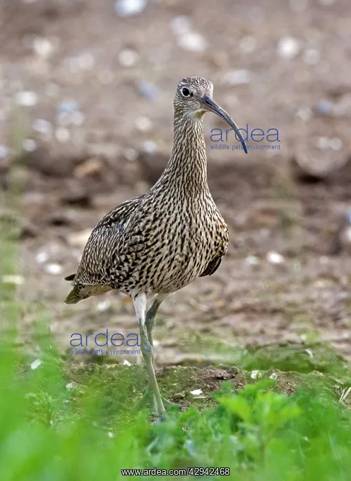 : Curlew - Close up walking : Curlew - Close up walking
