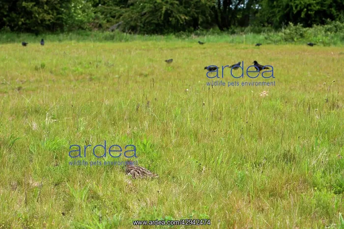 : Curlew - Crouching low to hide from rooks : Curlew - Crouching low to hide from rooks