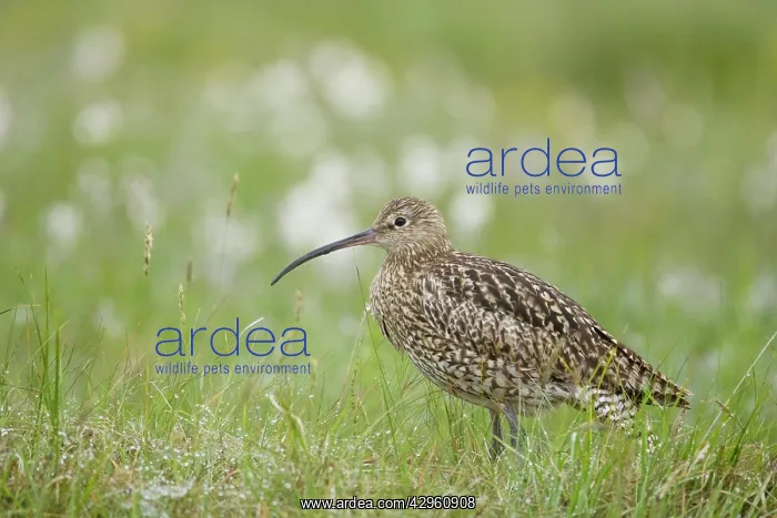 : Curlew - with early morning dew : Curlew - with early morning dew