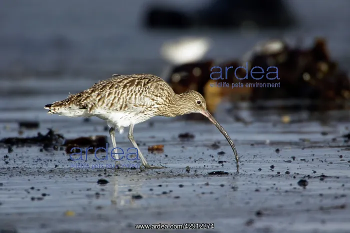: Curlew - feeding on mudflats at low tide in autumn : Curlew - feeding on mudflats at low tide in autumn
