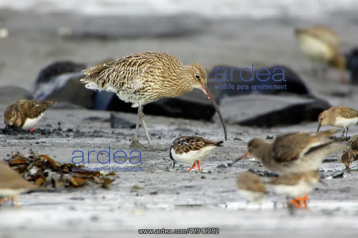 : Curlew - feeding on mudflats at low tide in autumn : Curlew - feeding on mudflats at low tide in autumn