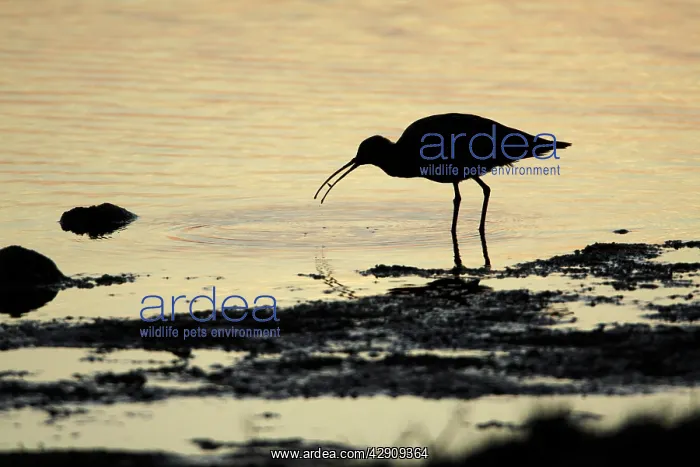 : Curlew - feeding on shore at sunset : Curlew - feeding on shore at sunset