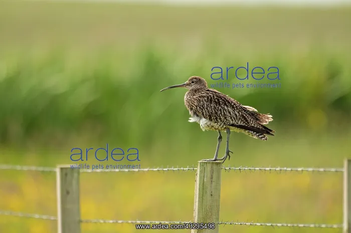  : Curlew - on fence post