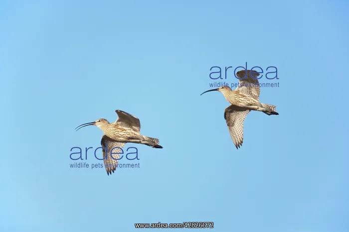 : Curlew - In Flight : Curlew - In Flight
