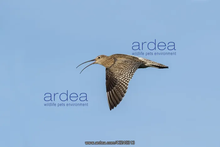: Curlew in Flight - Calling - Yorkshire - UK : Curlew in Flight - Calling - Yorkshire - UK