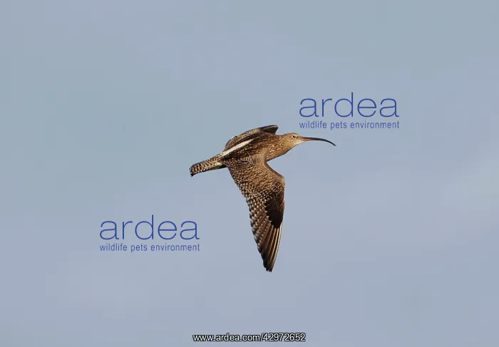  : Curlew - in flight - showing overwing
