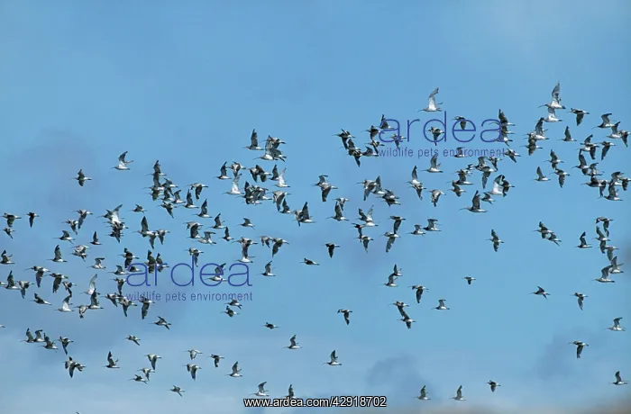 : CURLEW - FLOCK IN FLIGHT : CURLEW - FLOCK IN FLIGHT