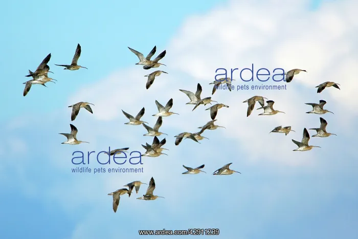 : Curlew - flock flying along coast in autumn : Curlew - flock flying along coast in autumn