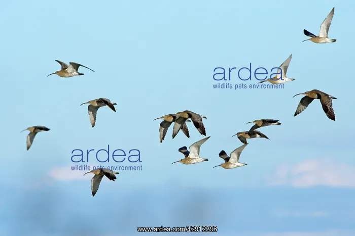 : Curlew - flock flying along coast in autumn : Curlew - flock flying along coast in autumn