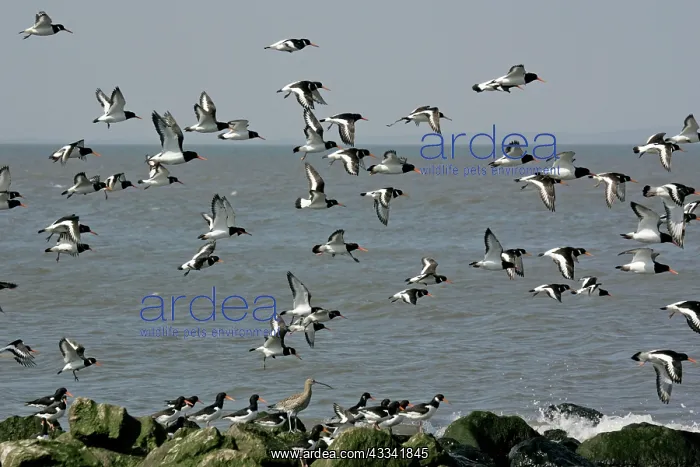 : Curlew - with flock of Oystercatchers (Haematopus : Curlew - with flock of Oystercatchers (Haematopus