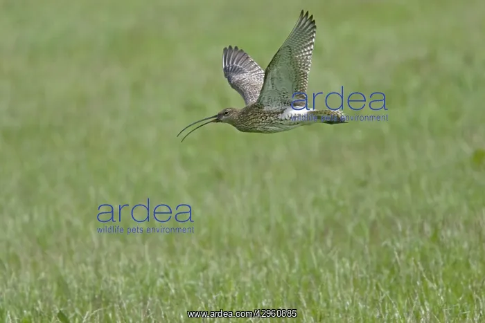 : Curlew - flying over breeding grounds : Curlew - flying over breeding grounds