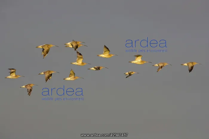 : Curlew - Flying late evening light : Curlew - Flying late evening light