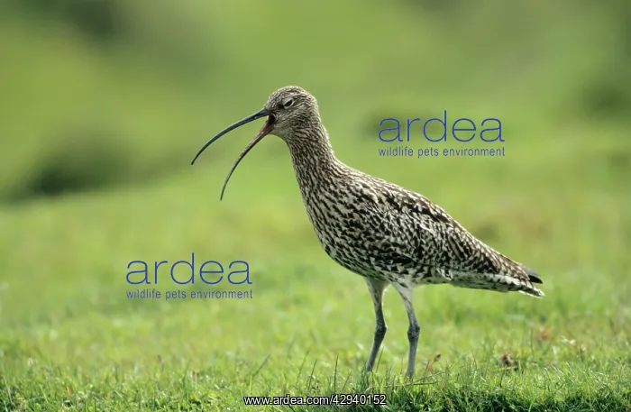 : CURLEW - giving alarm call : CURLEW - giving alarm call